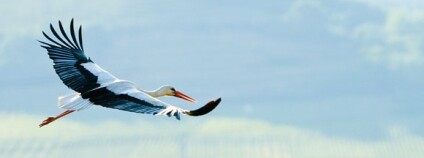 čáp bílý Foto: Dan Hutcheson Flickr čáp bílý Foto: Dan Hutcheson Flickr