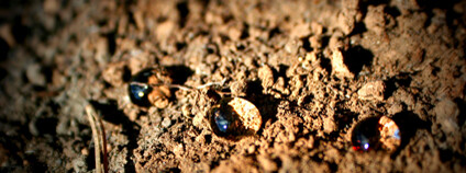Půda s kapkou vody Foto: Antonio Jordán Imaggeo Půda s kapkou vody Foto: Antonio Jordán Imaggeo
