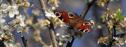 Babočka paví oko Foto: Mezinárodní ochranářská skupina JARO Babočka paví oko Foto: Mezinárodní ochranářská skupina JARO
