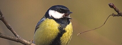 Sýkorka koňadra Foto: hedera.baltica Flickr Sýkorka koňadra Foto: hedera.baltica Flickr