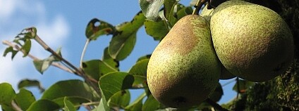 Hrušeň Foto: FrancienPost Pixabay Hrušeň Foto: FrancienPost Pixabay