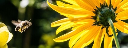 Včela Foto: Pexels Včela Foto: Pexels