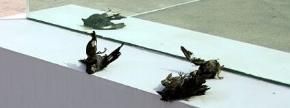 Pták po srážce se skleněnou tabulí Foto: EN W Flickr.com Pták po srážce se skleněnou tabulí Foto: EN W Flickr.com