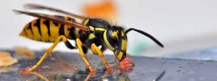Vosa útočná Foto: British Pest Control Association Flickr Vosa útočná Foto: British Pest Control Association Flickr