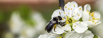 Samotářská včela Foto: Kamila Antošová Správa KRNAP Samotářská včela Foto: Kamila Antošová Správa KRNAP