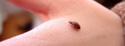 Foto: British Pest Control Association Flickr Foto: British Pest Control Association Flickr