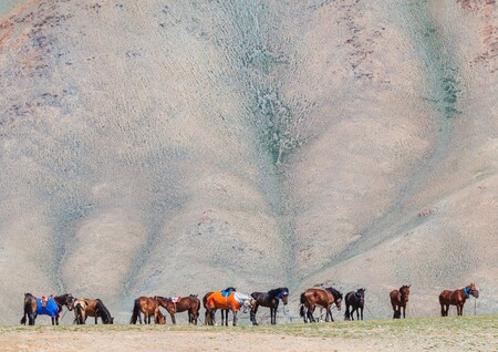 Mongolští závodní koně.