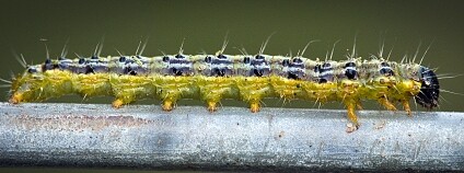 Foto: hedera.baltica / Flickr Foto: hedera.baltica / Flickr