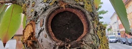 Foto: Hana Pollertová Foto: Hana Pollertová