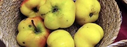 Vánoční výstava starých odrůd Foto: ČSOP Vánoční výstava starých odrůd Foto: ČSOP