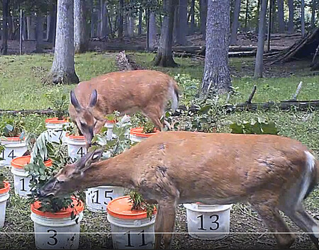 Snímek pochází z videa, které dokumentovalo potravní preference jelenců běloocasých. A zdá se, že jejich chutě mohou výrazně ovlivnit biodiverzitu amerických lesů.