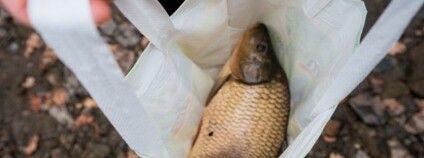 Foto: Anna Kucerova / Compassion in World Farming Foto: Anna Kucerova / Compassion in World Farming