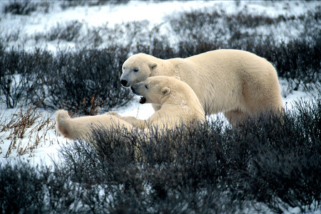 Kanadští lední medvědi vyšli ze srovnání nejlépe, co do délky i pevnosti zmíněné kůstky. Severovýchodní populace grónských medvědů, která je zvýšené koncentraci PCB vystavena nejvíce, se pak vede nejhůře. Na ilustračním snímku lední medvědi v oblasti Churchill v Kanadě.