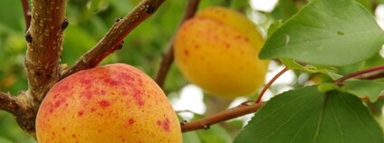 Meruňka odrůda Velkopavlovická Foto: ČSOP Meruňka odrůda Velkopavlovická Foto: ČSOP