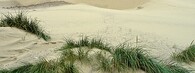 Písečné duny v Oregonu