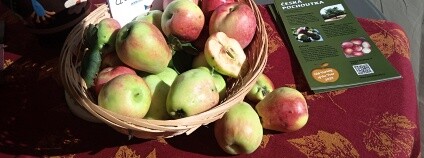 Foto: Staré odrůdy Foto: Staré odrůdy