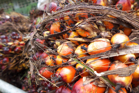 Tuzemská Koalice proti palmovému oleji vyhlásila oficiální Den bez palmového oleje na 1. únor. Pro velký úspěch se rozhodla navázat celým bezpalmovým únorem.