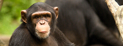Foto: Chi King / Flickr Foto: Chi King / Flickr