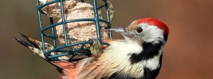 Strakapoud prostřední Foto: Tibor Derka Moravský ornitologický spolek - středomoravská pobočka ČSO Strakapoud prostřední Foto: Tibor Derka Moravský ornitologický spolek - středomoravská pobočka ČSO