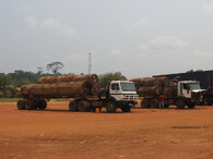 Těžba dřeva v Kongu
