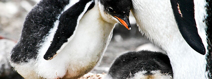 Foto: ashminder.ubhi / Flickr Foto: ashminder.ubhi / Flickr