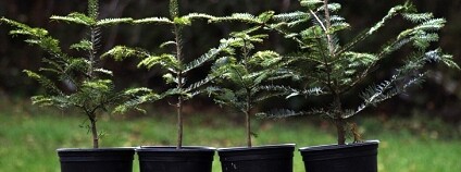 Vánoční jedličky v květináči Foto: Rezekvítek Vánoční jedličky v květináči Foto: Rezekvítek