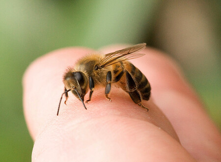 Bát se včel podle včelařů nemusíte, riziko bodnutí je na zahradě minimální. Odpuzovat od sebe nejen včely můžete potřením vodou s několika kapkami hřebíčkového oleje