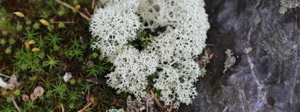 Foto: ČSOP Foto: ČSOP