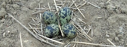 Foto: Dana Kodetová / ČSOP Foto: Dana Kodetová / ČSOP