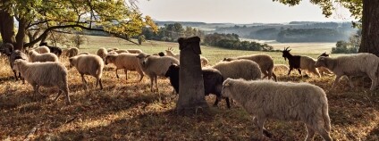 Foto: František Groessl / ČSOP Foto: František Groessl / ČSOP