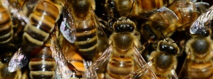 Foto: Pixabay Foto: Pixabay