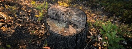 Foto: Zhuojun Yu / Unsplash Foto: Zhuojun Yu / Unsplash