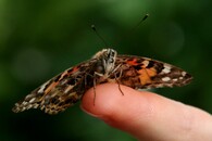 motýl na ruce