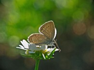 motýl